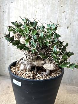 ユーフォルビア クラビゲラ 現地球 発根済 Euphorbia clavigera ユーフォルビア クラビゲラ 発根済 現地球